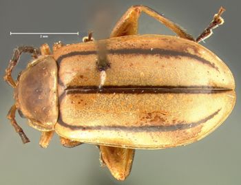 Media type: image; Entomology 18754   Aspect: habitus dorsal view